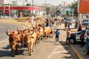 36ª Cavalgada abre a programação da Exposul de Rondonópolis