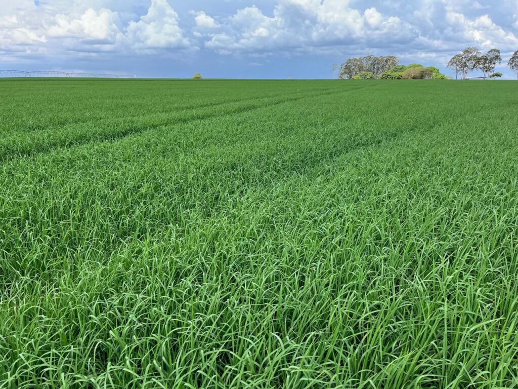 Visitas técnicas e palestras promovem o cultivo de arroz em terras altas no norte de MT