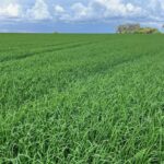 Visitas técnicas e palestras promovem o cultivo de arroz em terras altas no norte de MT